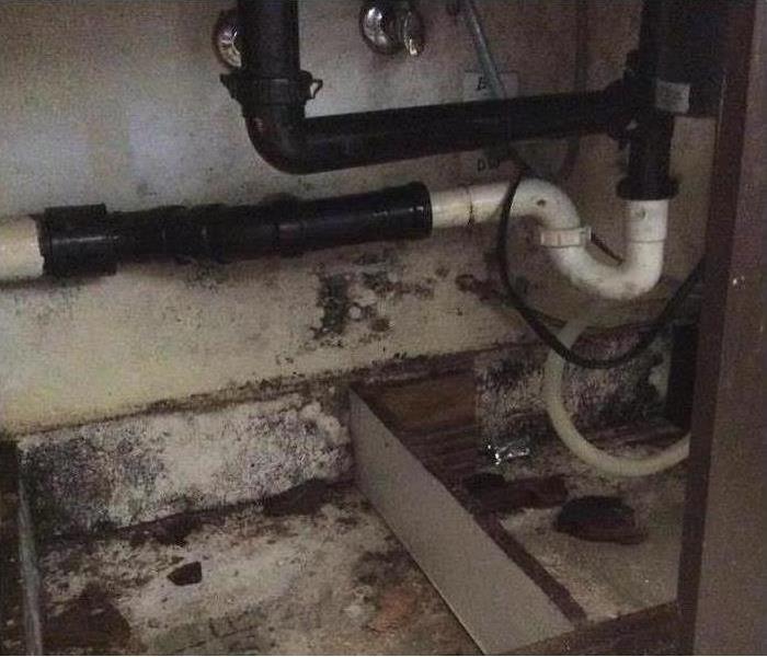Mold under a sink